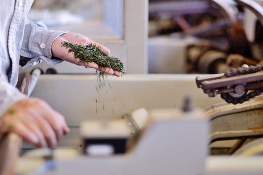 The Production Process of Sencha (Aracha)